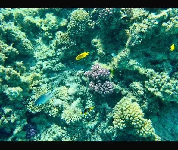 Tour Hotel en barco Hurghada